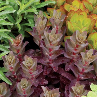 Sedum 'Raspberry Truffle'