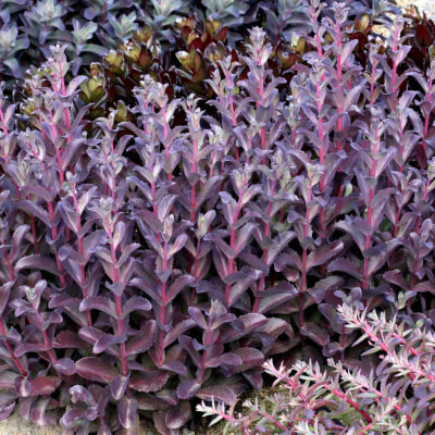 Sedum 'Raspberry Truffle'