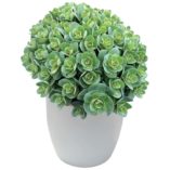 Sedum 'Rosetta'