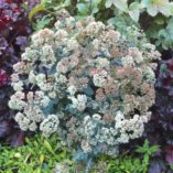 Sedum 'Rosetta'