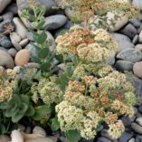 Sedum 'Rosetta'