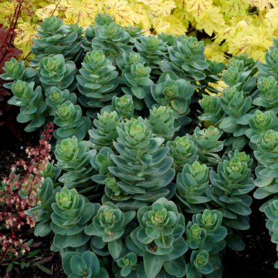 Sedum 'Rosetta'