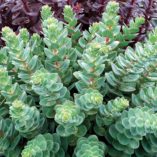 Sedum 'Rosetta'