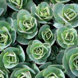 Sedum 'Rosetta'