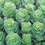 Sedum 'Rosetta'