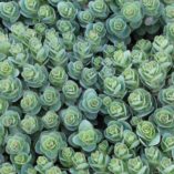 Sedum 'Rosetta'