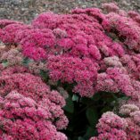 Sedum 'Thunderhead'