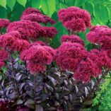 Sedum 'Thunderhead'