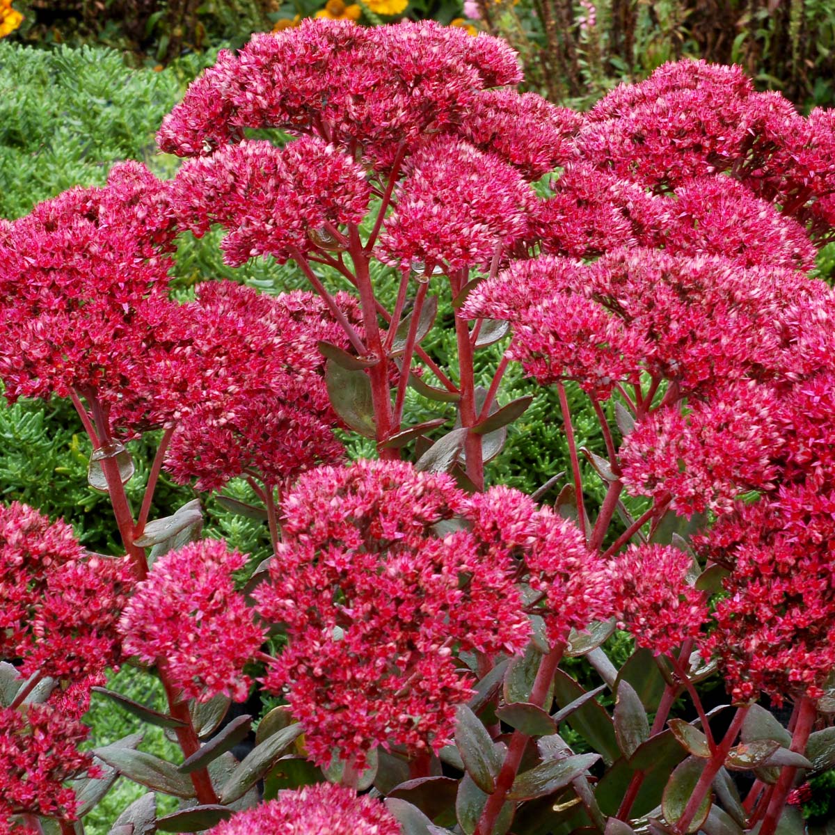 Sedum 'Thunderhead'