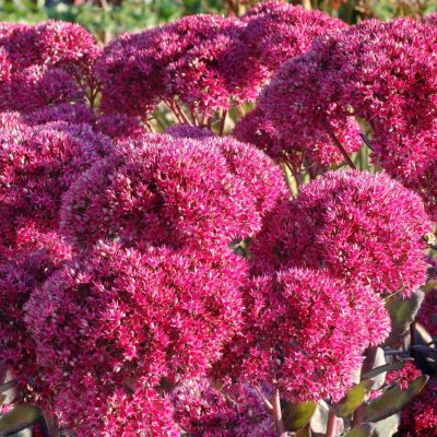 Sedum 'Thunderhead'