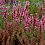 Sedum 'Thunderhead'