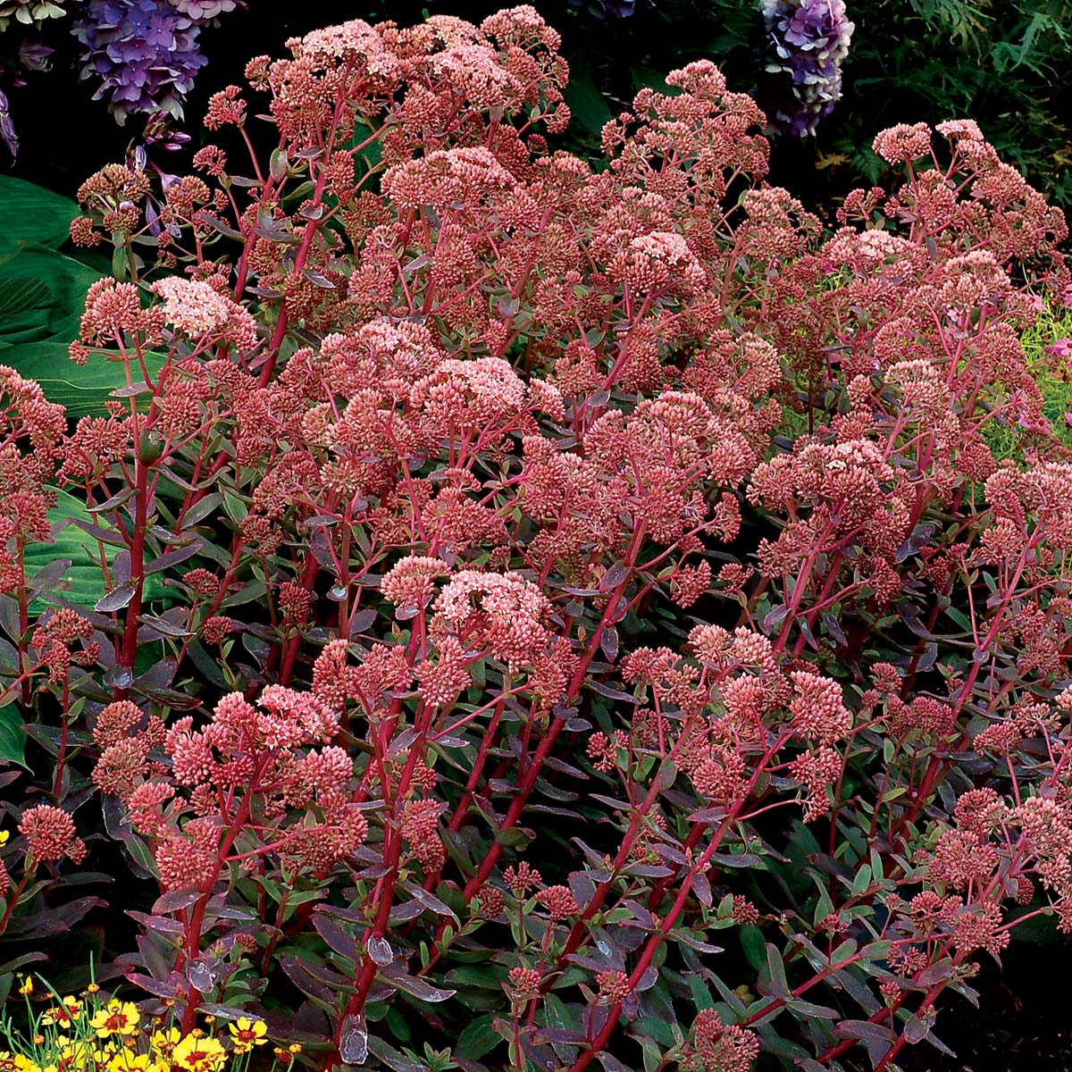 Sedum 'Touchdown Breeze'