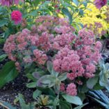 Sedum 'Touchdown Breeze'