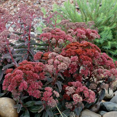 Sedum 'Touchdown Breeze'