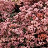 Sedum 'Touchdown Breeze'