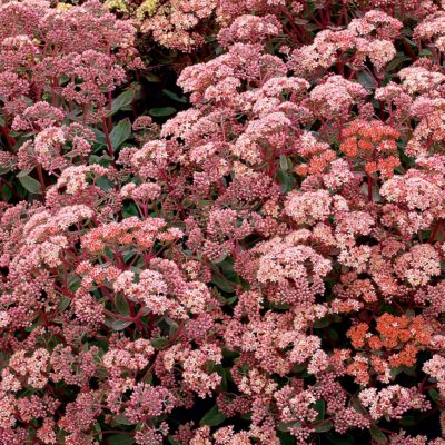 Sedum 'Touchdown Breeze'