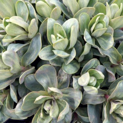 Sedum 'Touchdown Breeze'