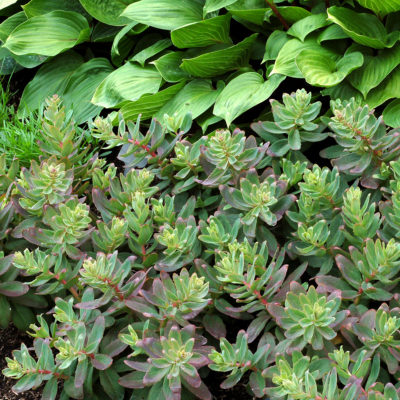 Sedum 'Touchdown Breeze'