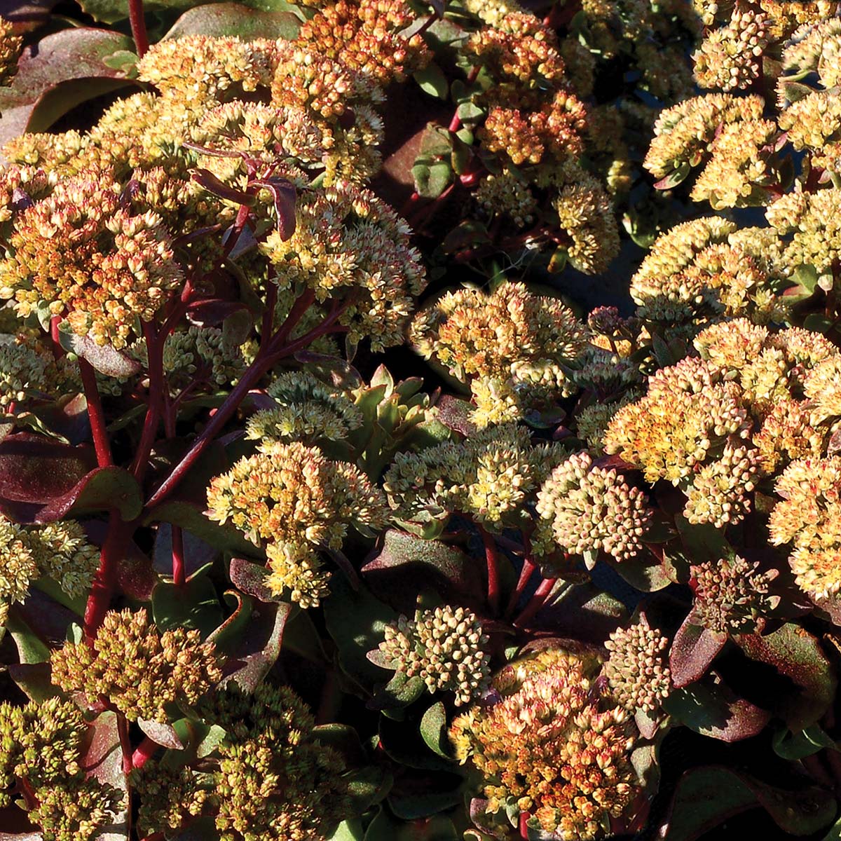 Sedum 'Touchdown Flame'