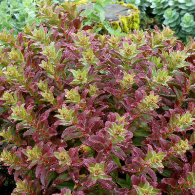 Sedum 'Touchdown Flame'