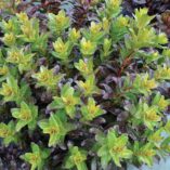 Sedum 'Touchdown Flame'