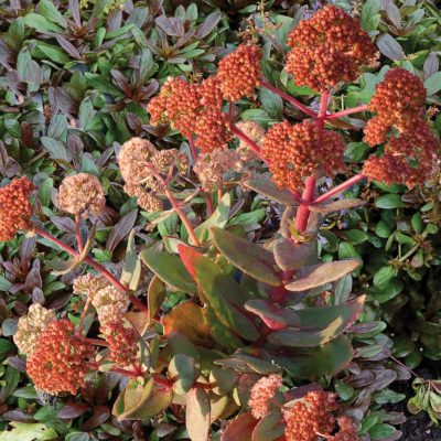 Sedum 'Touchdown Jade'