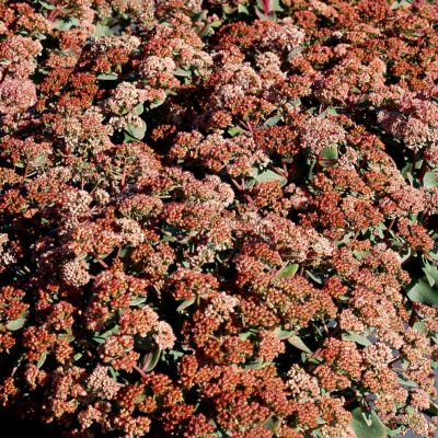 Sedum 'Touchdown Jade'