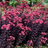 Sedum 'Touchdown Teak'