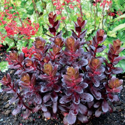 Sedum 'Touchdown Teak'