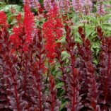 Sedum 'Touchdown Teak'