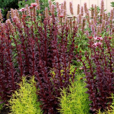 Sedum 'Touchdown Teak'