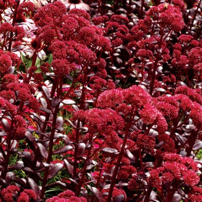 Sedum 'Touchdown Teak'