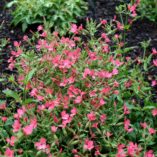 Silene 'Rockin' Robin'