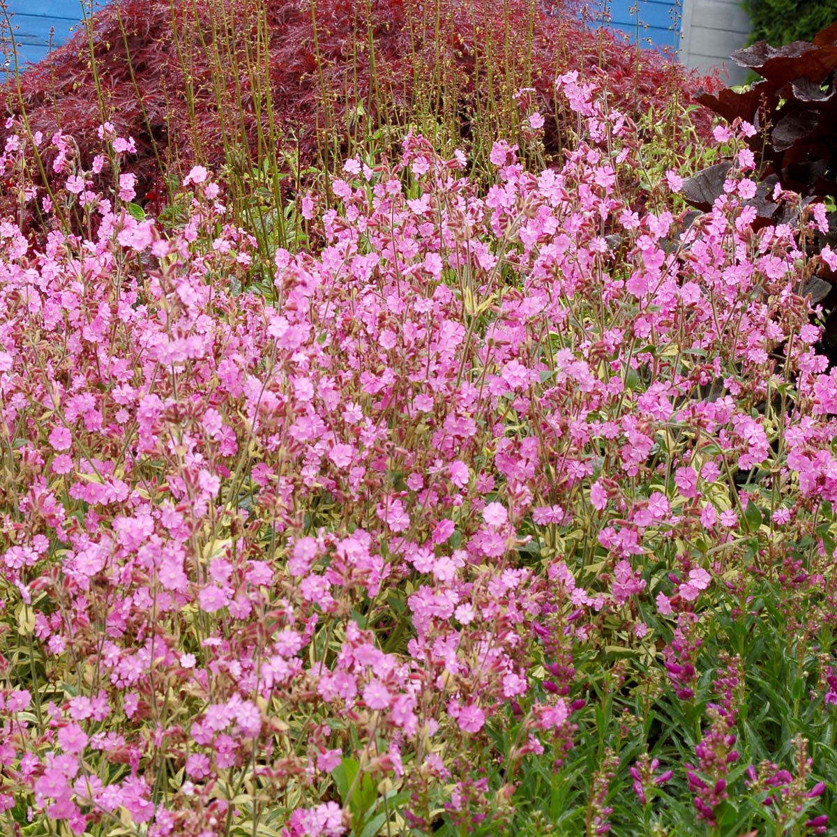 Silene 'Valley High'