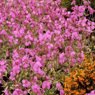 Silene 'Valley High'