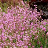 Silene 'Valley High'