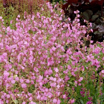 Silene 'Valley High'