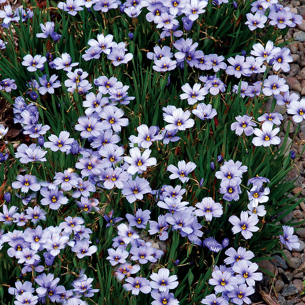 Sisyrinchium 'Devon Skies'