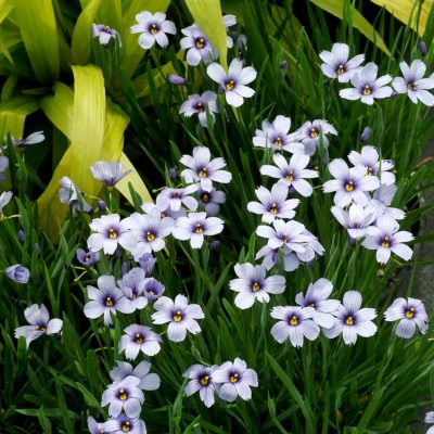 Sisyrinchium 'Devon Skies'