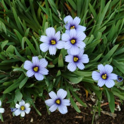 Sisyrinchium 'Devon Skies'