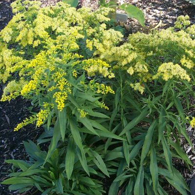 Solidago 'Leraft'