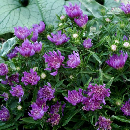 Stokesia 'Purple Pixie'