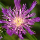 Stokesia 'Purple Pixie'