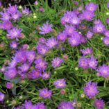 Stokesia 'Purple Pixie'