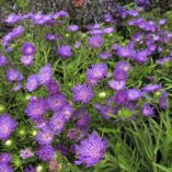 Stokesia 'Purple Pixie'