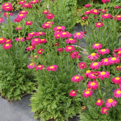 Tanacetum RADIANT™ 'Deep Pink'