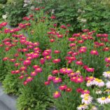 Tanacetum RADIANT™ 'Deep Pink'