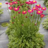 Tanacetum RADIANT™ 'Deep Pink'