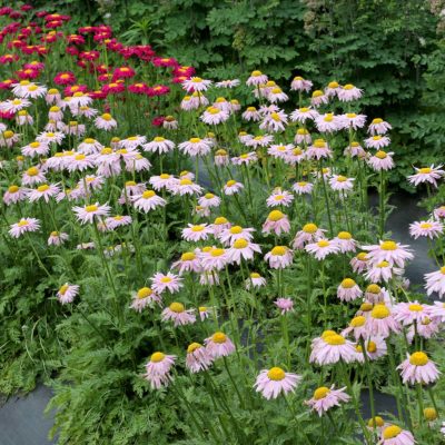 Tanacetum RADIANT™ 'Light Pink'