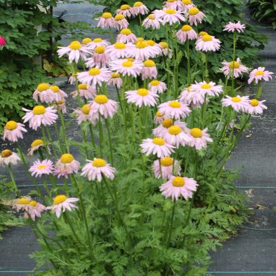 Tanacetum RADIANT™ 'Light Pink'